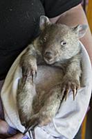 Common Wombat (Vombatus ursinus) six month old orp