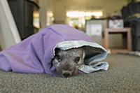 Common Wombat (Vombatus ursinus) seven month old o