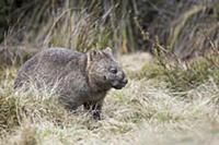 Common Wombat (Vombatus ursinus), Cradle Mountain-