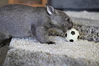 Common Wombat (Vombatus ursinus) seven month old o