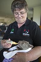 Common Wombat (Vombatus ursinus) foster mother, Li