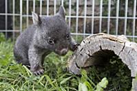 Common Wombat (Vombatus ursinus) six month old orp