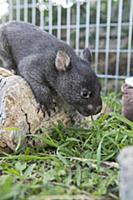 Common Wombat (Vombatus ursinus) six month old orp