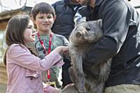 Common Wombat (Vombatus ursinus) orphan met by chi