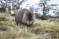 Common Wombat (Vombatus ursinus), Cradle Mountain-