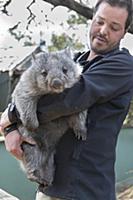 Common Wombat (Vombatus ursinus) orphan held by sa