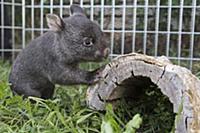 Common Wombat (Vombatus ursinus) six month old orp