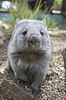 Common Wombat (Vombatus ursinus) orphan, Bonorong 