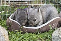 Common Wombat (Vombatus ursinus) six month old orp