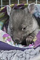 Common Wombat (Vombatus ursinus) five month old or