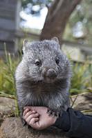 Common Wombat (Vombatus ursinus) orphan, Bonorong 