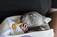 Common Wombat (Vombatus ursinus) five month old or