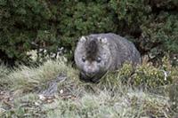 Common Wombat (Vombatus ursinus), Cradle Mountain-