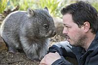 Common Wombat (Vombatus ursinus) orphan with sanct