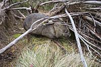 Common Wombat (Vombatus ursinus), Cradle Mountain-