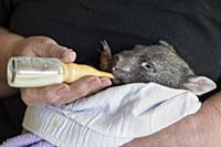 Common Wombat (Vombatus ursinus) five month old or