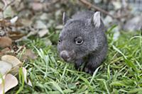 Common Wombat (Vombatus ursinus) six month old orp