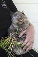 Common Wombat (Vombatus ursinus) seven month old o