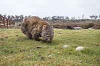 Common Wombat (Vombatus ursinus) with mange grazin