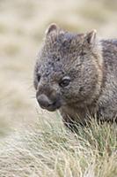 Common Wombat (Vombatus ursinus), Cradle Mountain-