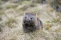 Common Wombat (Vombatus ursinus) grazing, Cradle M