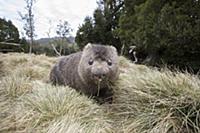 Common Wombat (Vombatus ursinus)feeding, Cradle Mo