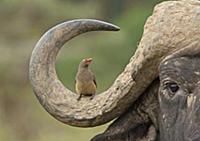 Red-billed Oxpecker (Buphagus erythrorhynchus) on 