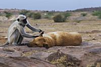 Southern Plains Gray Langur (Semnopithecus dussumi