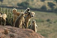 Hanuman Langur (Semnopithecus entellus) group groo