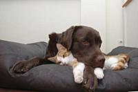 Domestic Dog (Canis familiaris) and Domestic Cat (