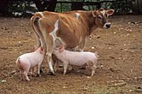 Domestic Pig, large piglets suckling from cow, Kaf