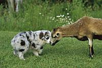 Australian Shepherd (Canis familiaris) puppy meeti