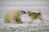 Polar Bear (Ursus maritimus) investigating chained