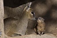 Klipspringer (Oreotragus oreotragus) and Rock Hyra