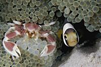 Spotted Anemone Crab (Neopetrolisthes maculatus) a