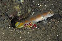 Goby (Amblyeleotris sp) keeping watch while a Snap