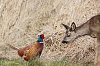 Western Roe Deer (Capreolus capreolus) looking at 