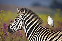 Burchell’s Zebra (Equus burchellii) and Cattle Egr