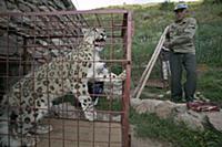 Snow Leopard (Uncia uncia) confiscated by governme