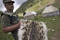 Snow Leopard (Uncia uncia) a member of the Gruppa 