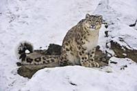 Snow Leopard (Uncia uncia), Switzerland