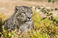 Snow Leopard (Uncia uncia), native to Asia