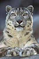 Snow Leopard (Uncia uncia) portrait, native to mou