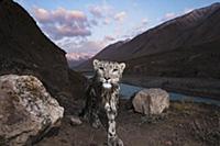 Snow Leopard (Panthera uncia) wild female, wet aft