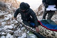 Snow Leopard (Panthera uncia) biologist, Shannon K