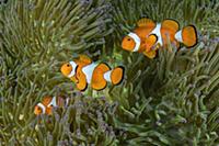 Clown Anemonefish (Amphiprion ocellaris) trio in M