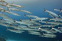 Blackfin Barracuda (Sphyraena qenie) school, Raja 