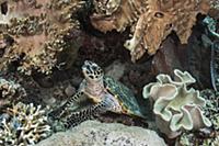 Hawksbill Sea Turtle (Eretmochelys imbricata) in c