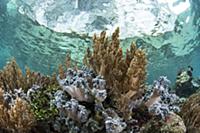 Soft Coral (Nephthea sp), Raja Ampat Islands, Indo