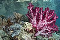 Soft Coral (Nephthea sp), Raja Ampat Islands, Indo